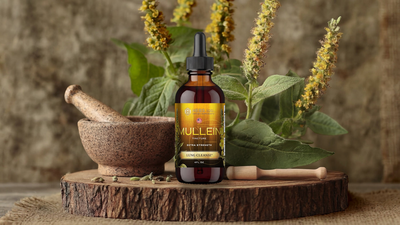 What Is Mullein Leaf and How Does It Benefit Human Health?