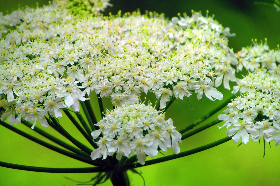 OSHA Root: What Is It and What Are Its Beneficial Properties?