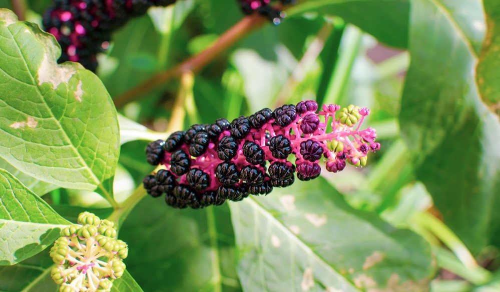 What Is Poke Root and What Are Its Beneficial Properties?