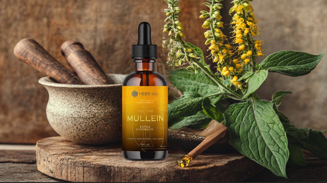 What is mullein leaf and how does it benefit human health?