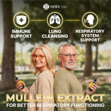 Mullein Leaf Extract - Supplement for Lung Health & Respiratory Support